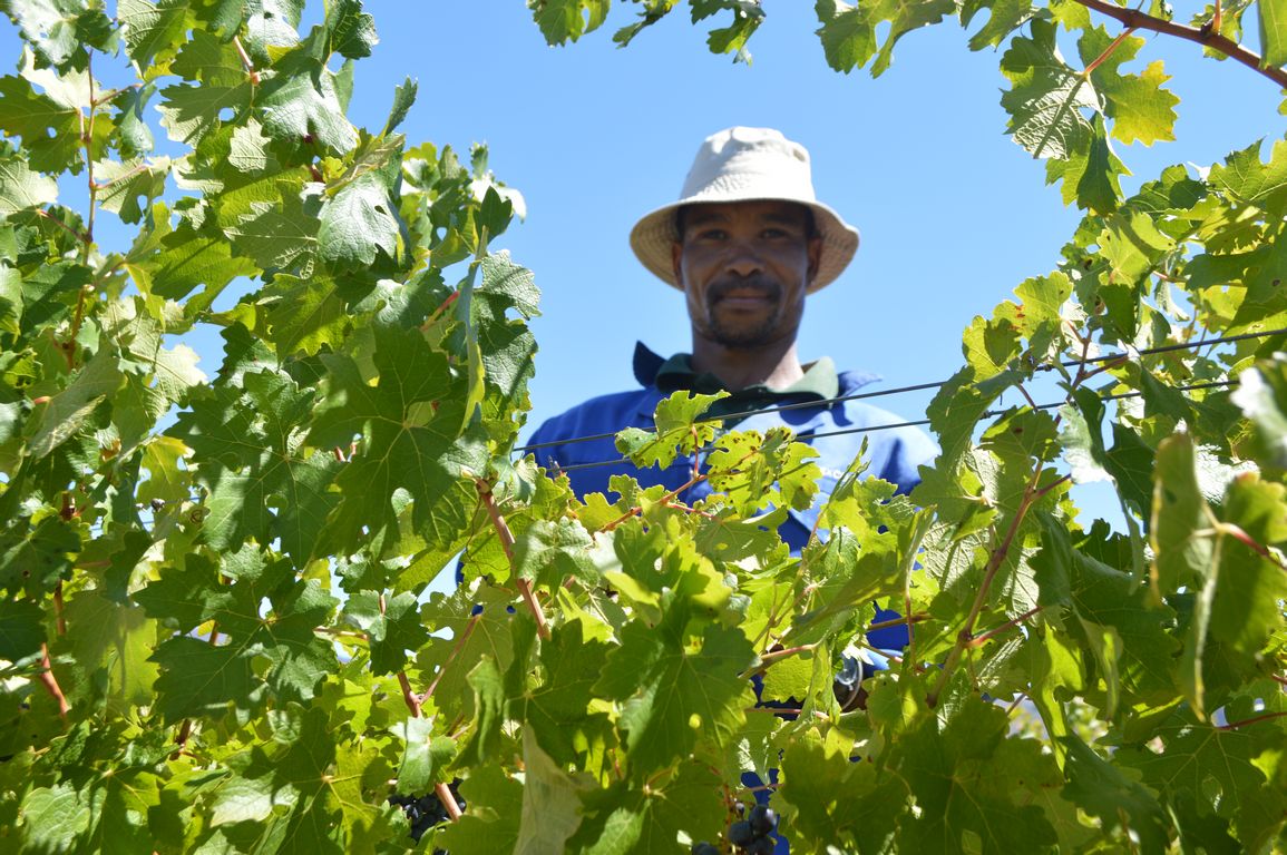 Olives & Wine Alpha Excelsior