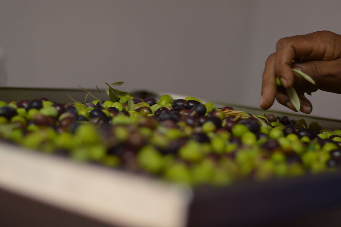 Olives & Wine Alpha Excelsior