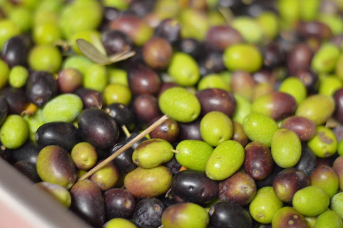 Olives & Wine Alpha Excelsior