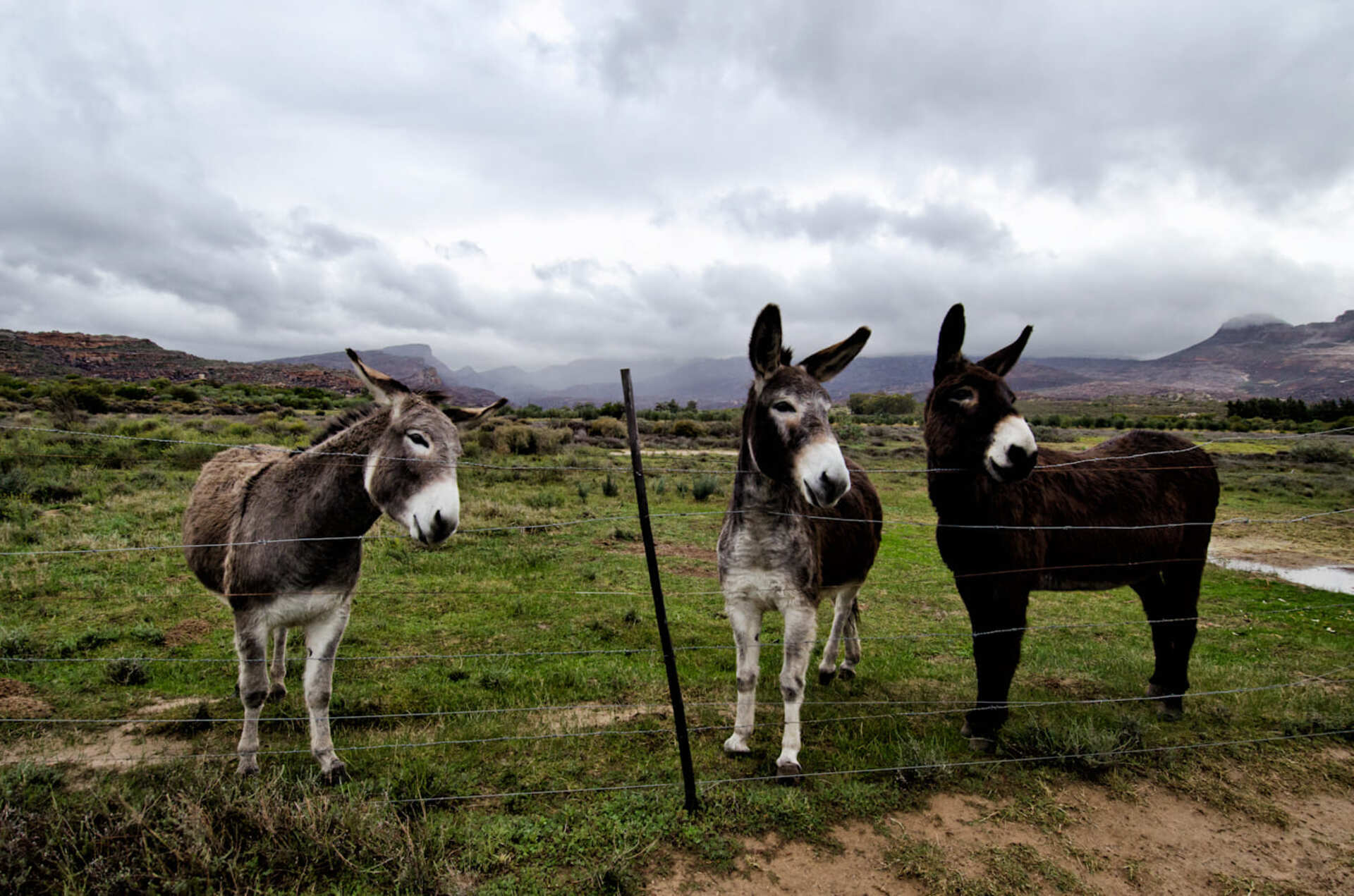 alpha-3 (2021_03_08 11_00_20 UTC)