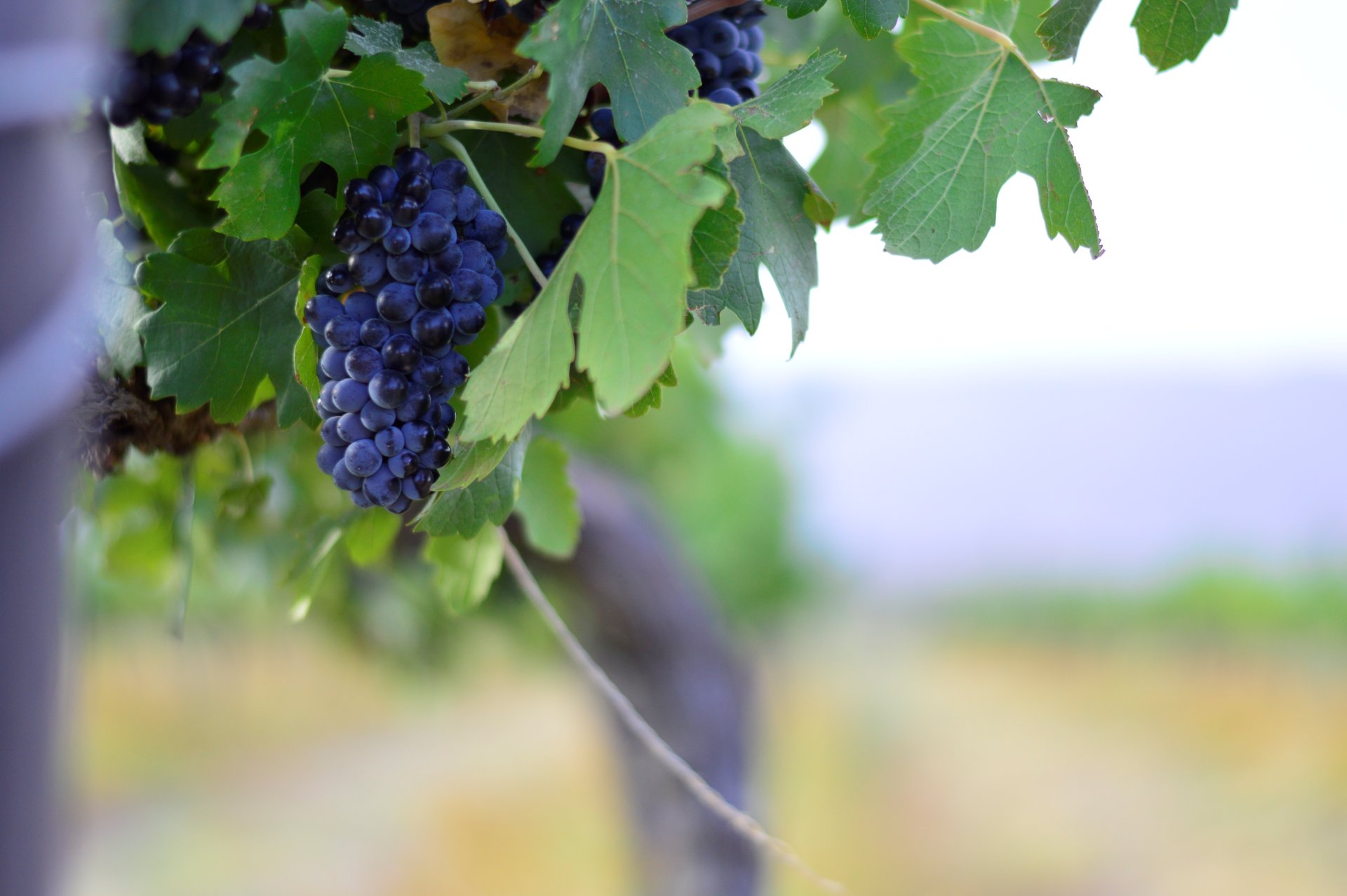 _DSC0467 (2020_11_26 06_47_21 UTC)